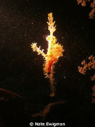 I found this Ornate Ghost Pipefish under a ledge in the d... by Nate Ewigman 